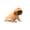Gold, variant on 7.5x5.9in Pet Cute Wig, Short Hair Dog Costume Accessory, Funny Dress-Up Hairpiece for Puppy Photo Prop Party Cosplay