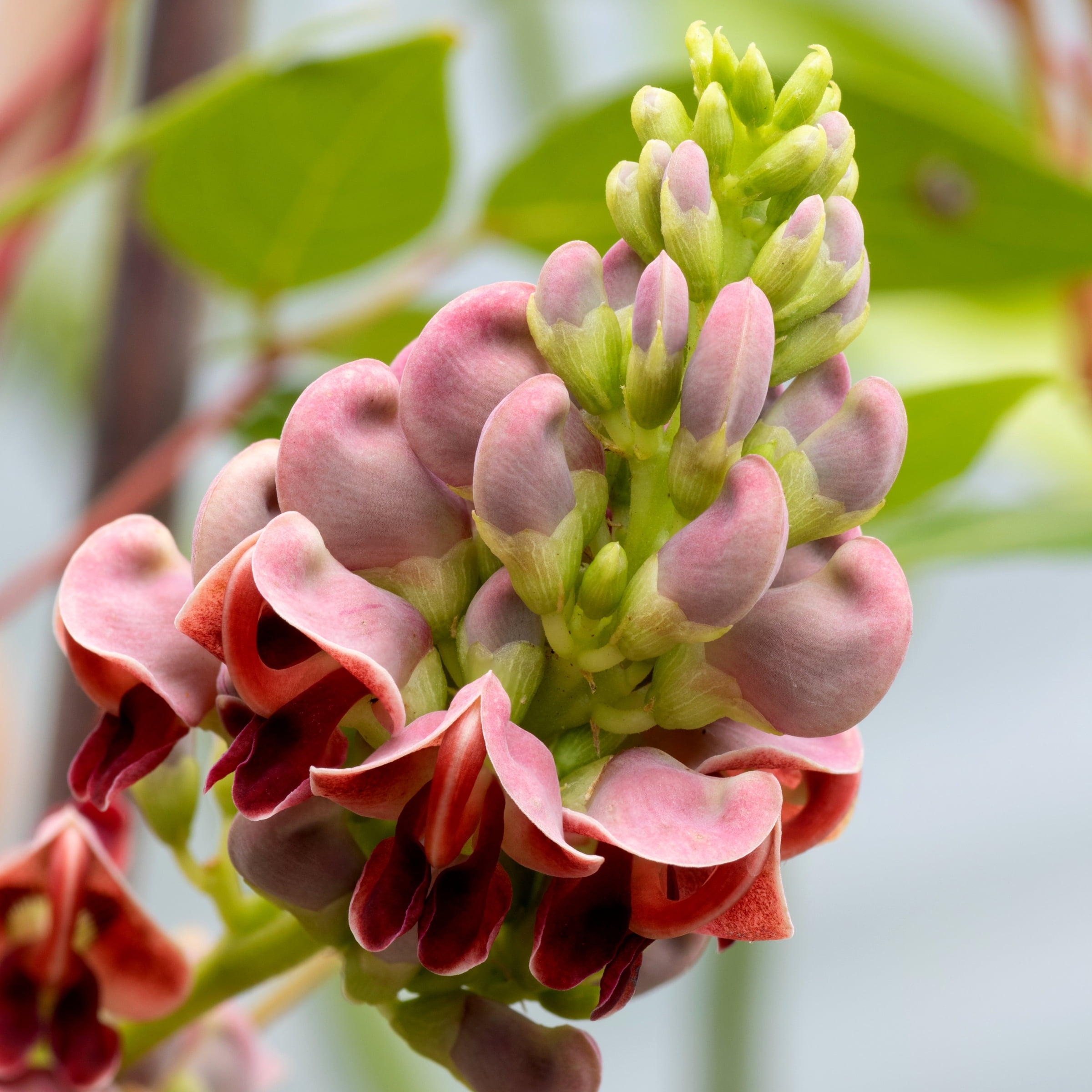 National Plant Network 1 gal. Apios Americana Ground Nut Live Perennial Plant Ruddy Red Flowers With Full Sun