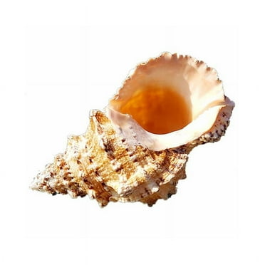 Natural Shells Beach Shell Specimen Nautical Home Decor Wedding Party Decor Crafts