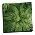 thumbnail image 2 of Gango Home Decor Contemporary Nature Up-Close I by Monika Burkhart (Ready to Hang); One 16x16in Hand-Stretched Canvas, 2 of 4