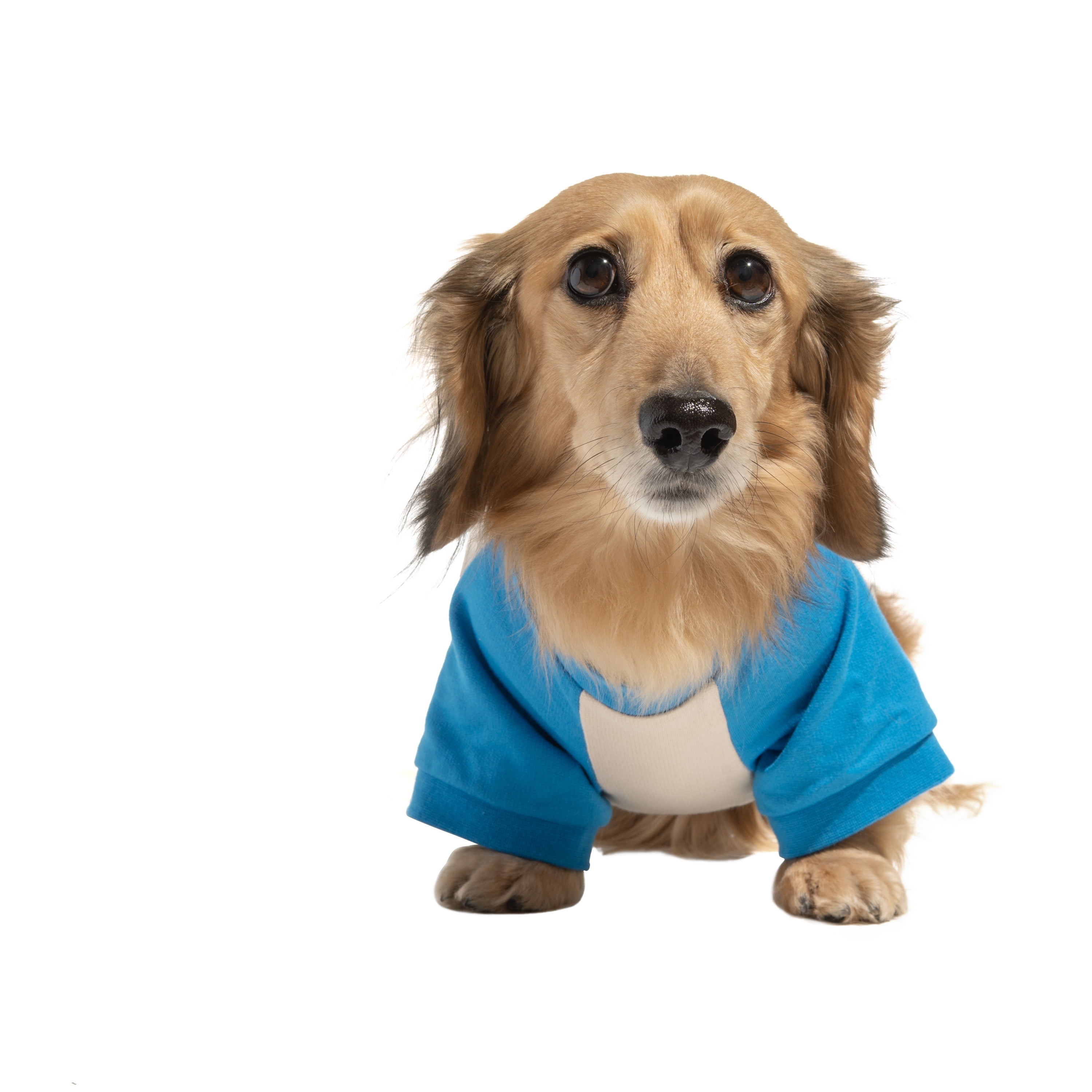 Oodles Blue Love My Human Spring Raglan Dog T-Shirt, Medium