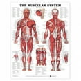 thumbnail image 2 of The Muscular System Anatomical Chart, 2 of 4
