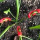 thumbnail image 5 of Plantas De 90 Grados Para Entrenamiento De Bajo Estrés Y Extractor De Ángulo De Entrenamiento De Plantas, Herramienta De Doblado Para Plantas En Maceta, Plántulas, Árboles Frutales Speravity HA041561-02, 5 of 6