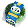 thumbnail image 1 of Lechuga italiana Eva hidropónica 1 pieza, 1 of 4