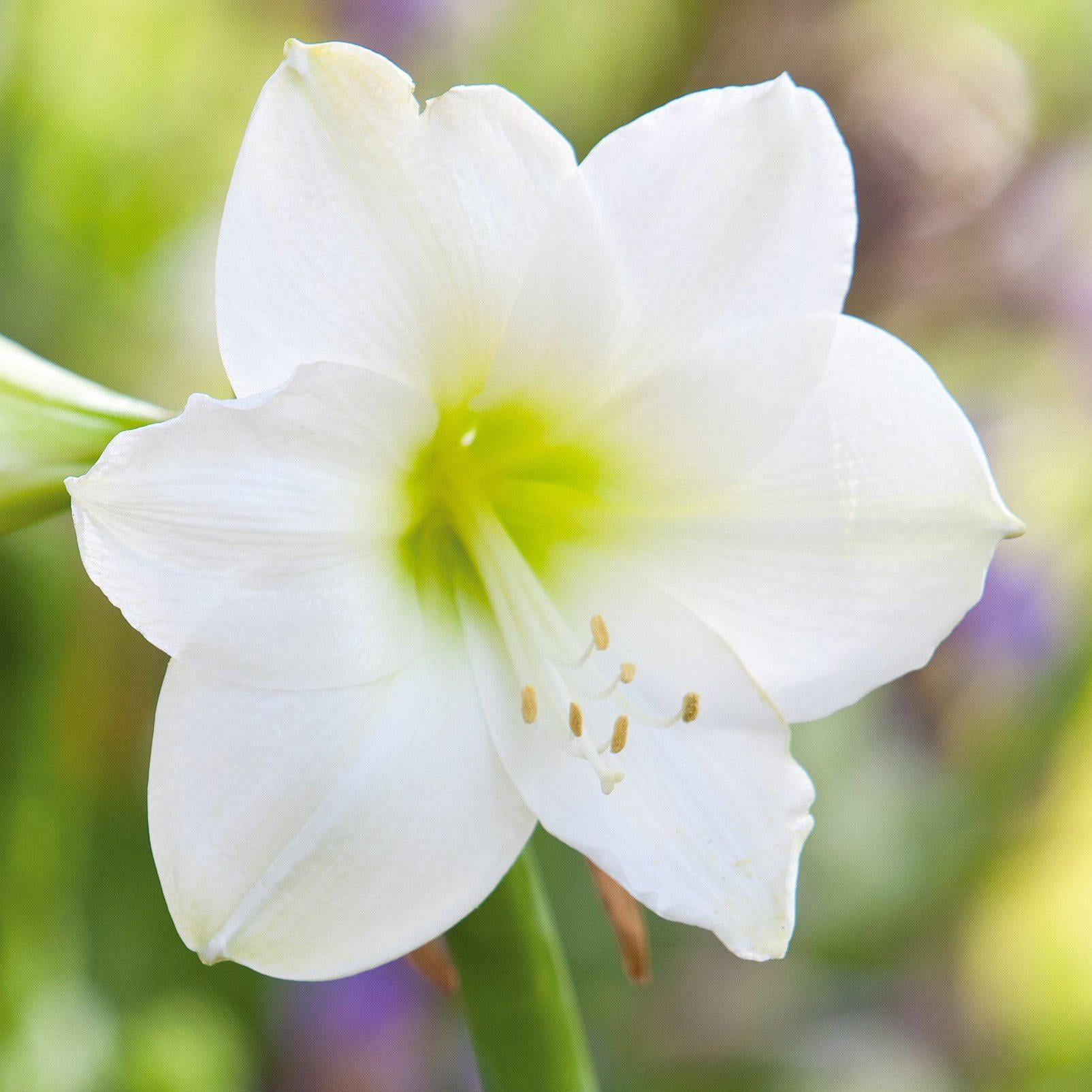 Amaryllis White Christmas (1 pack) Bulb, White Flowers - Professional Growers from Easy to Grow 