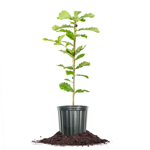 Perfect Plants Swamp Chestnut Oak Tree 3 Gallon