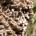 thumbnail image 4 of MasteelfCA 20 Pcs Tubes de Recharge pour Maisons d'Abeilles, Inserts de Remplacement pour Apiculteur, 4 of 8