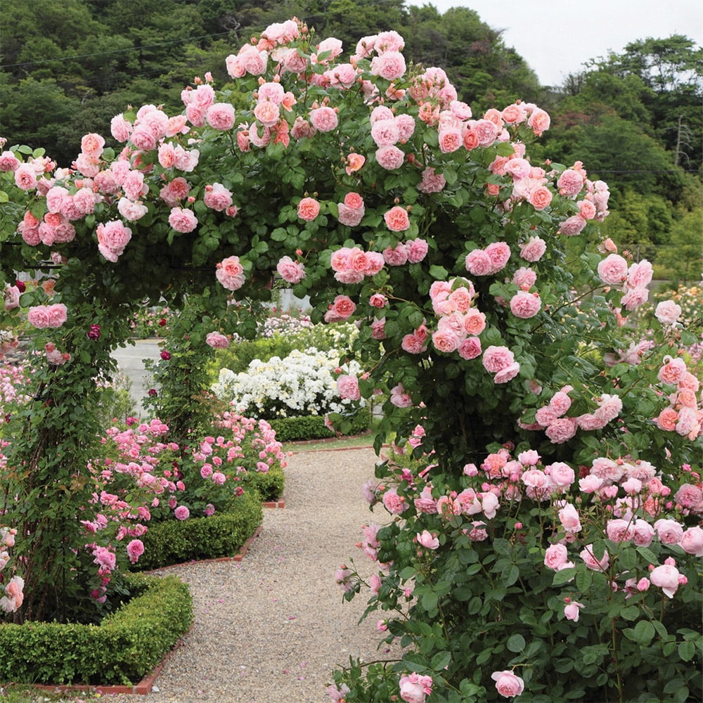 Heirloom Roses Rose Bush - The Strawberry Hill® David Austin Plant , Live Fragrant Plants For Outdoors , Pink Own Root Bushes For Planting , One Gallon Potted Outdoor Flowers