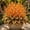 F, variant on `Hosta Flower Bulbs, Easy‑Grow Low Maintenance Perennial, Suitable for Garden Beds, Borders, Pots and Planters`
