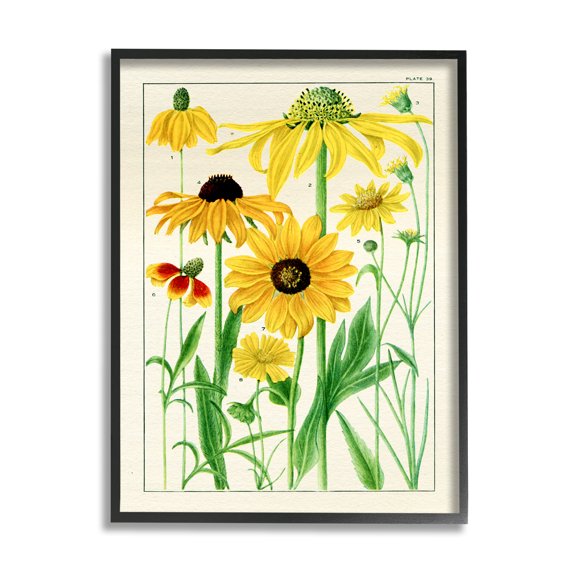 Stupell Industries Vintage Yellow Daisies Botanical & Floral Painting Black Framed Art Print Wall Art, 24 x 30