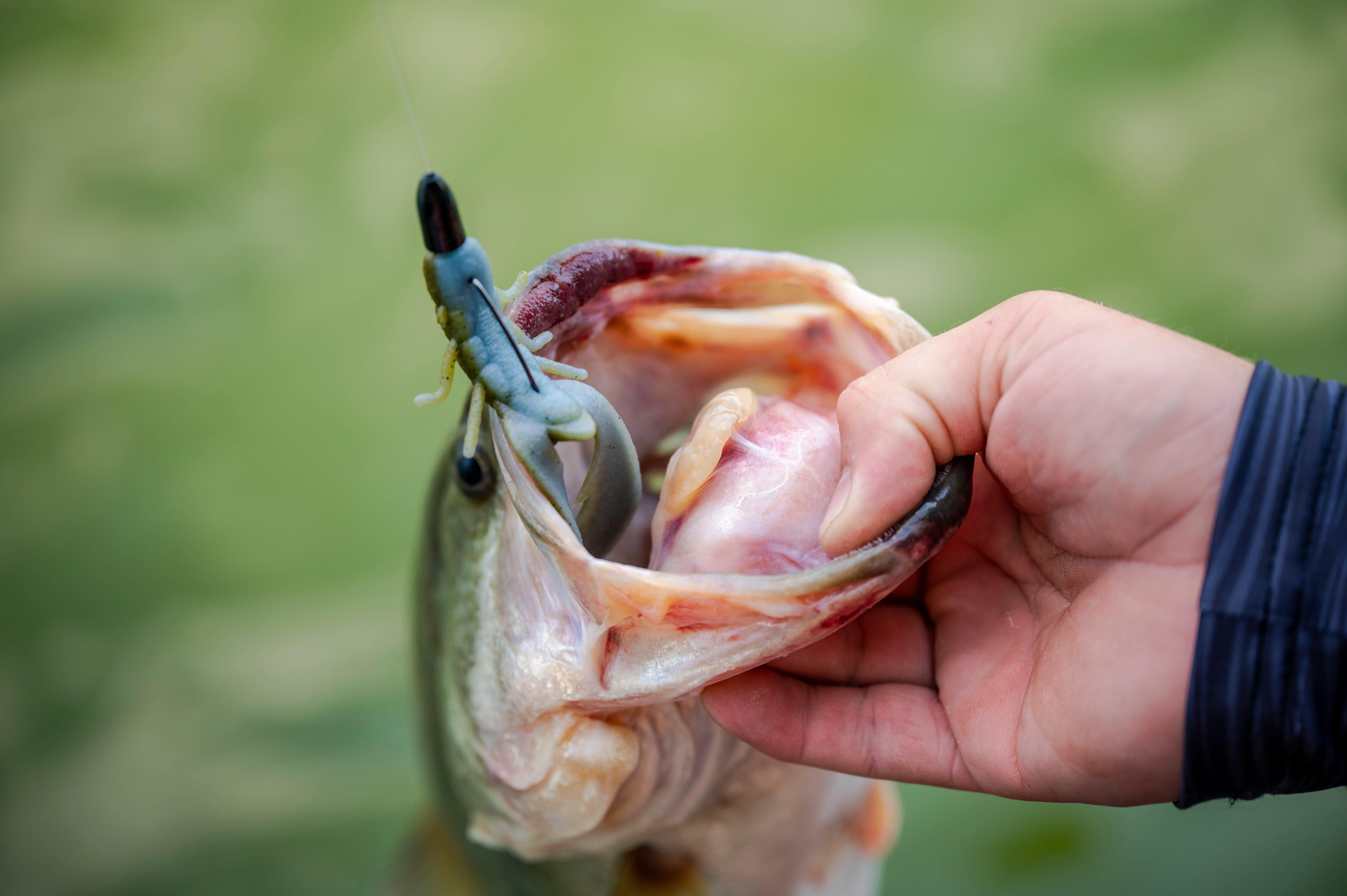 PowerBait® MaxScent Chigger Craw