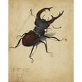 thumbnail image 3 of Albrecht Dürer 20x24 Black Modern Framed Museum Art Print Titled - Stag Beetle (1505), 3 of 5