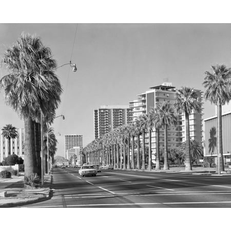 1960s Rows Of Palm Trees Central Avenue Phoenix Az Usa Poster Print By Vintage