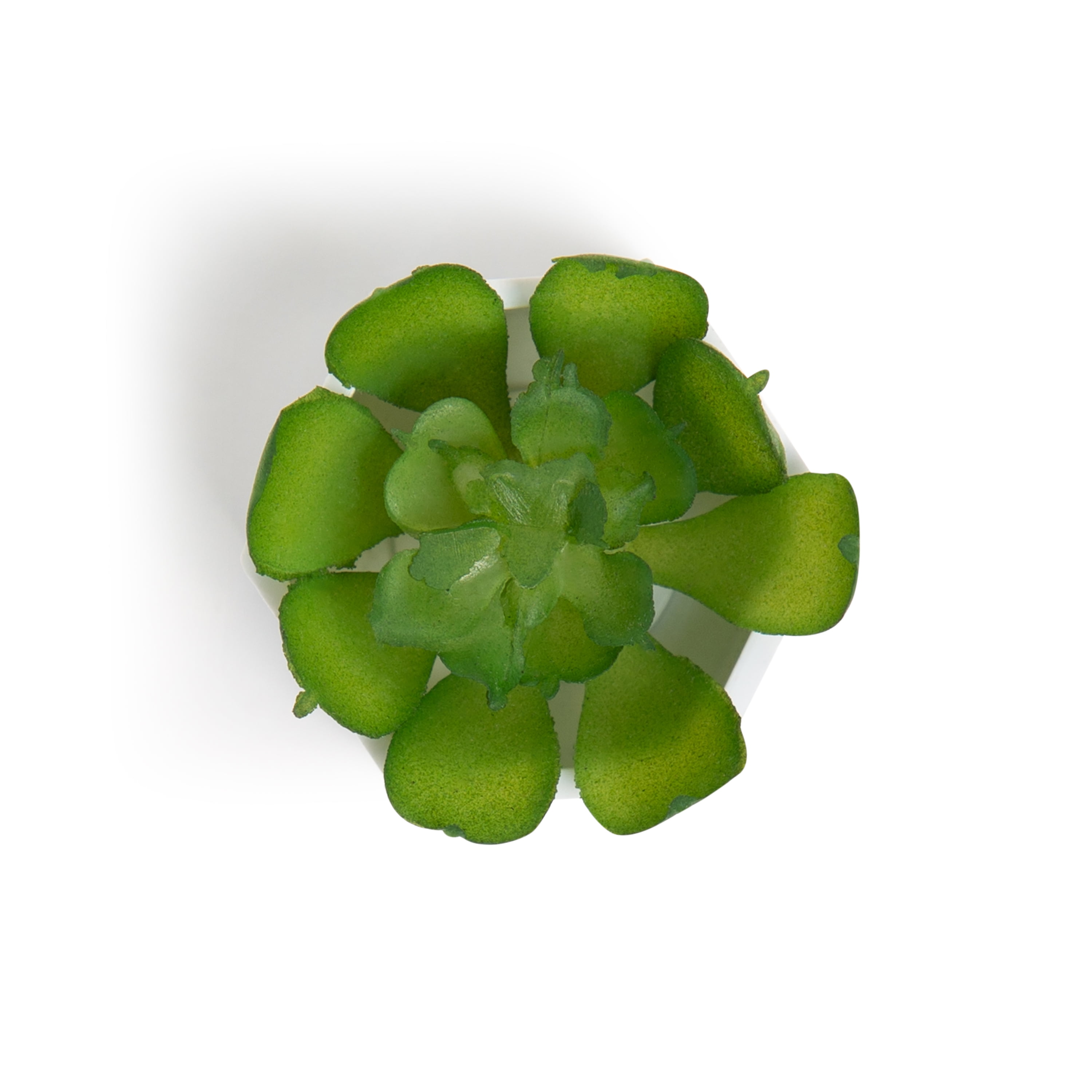 U Brands Hexagonal Succulent Magnets, Strong-Hold, Assorted Designs, 3 Count, 0.02 lb