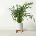 thumbnail image 4 of Ibiza Vertical Line 8 inch Ceramic Plant Pot with Premium Hardwood Stand - Large Indoor Planter with Stand - Matt White, 4 of 7