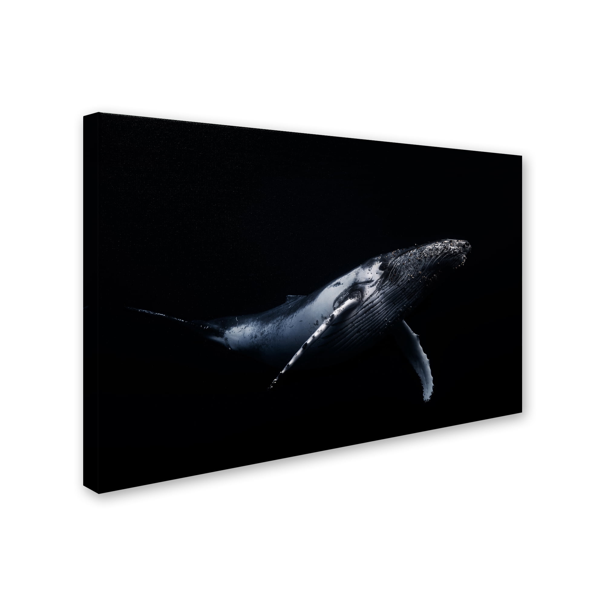 Trademark Fine Art 'Black & Whale I' Canvas Art by Barathieu Gabriel