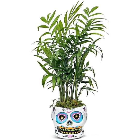 Live Palm Chamaedorea Elegans, Parlor Palm, Palm Houseplant, Coworker Office Plant, Christmas Gift, Air Purifying Plant, Fully Rooted Houseplant in 4" Ceramic Skull