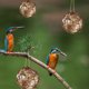 thumbnail image 2 of Juguetes para pájaros para mascotas, juguetes para masticar, pelota de ratán para pájaros, juguete para loros, periquitos, cacatúas, juguetes para masticar, jaulas para loros Sincero Electrónica, 2 of 4