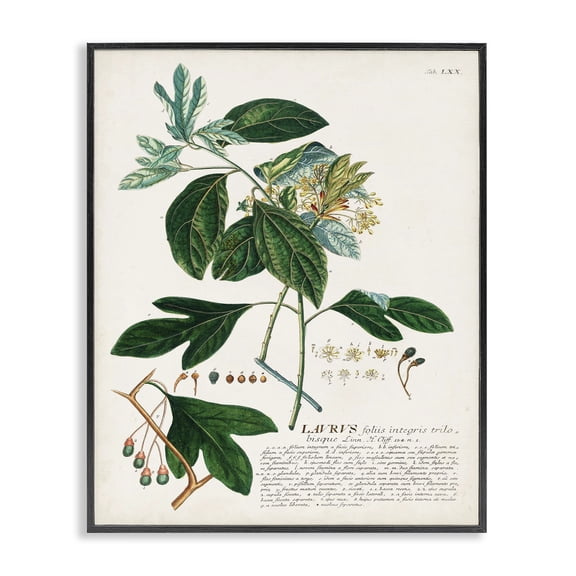 Stupell Industries Transitional Botanical Plant Illustration Green Leaves Vintage Design Black Framed Giclee Art, 11 x 14, by Unknown Artist
