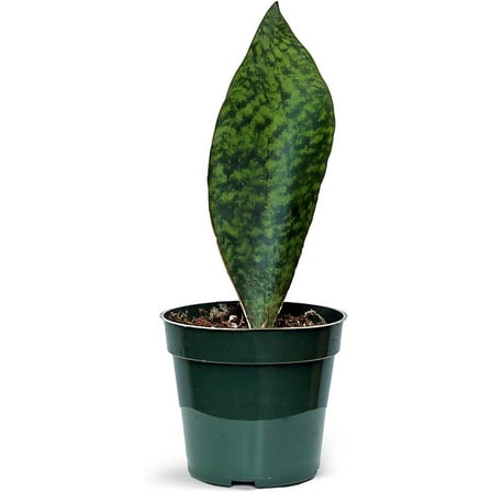 Blossom Boom Garden Center Sansevieria Masoniana Live Plant in 4" Pot