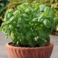 thumbnail image 2 of HJADGG Seeds Basil Indoor Green Heirloom Non-GMO, 2 of 8