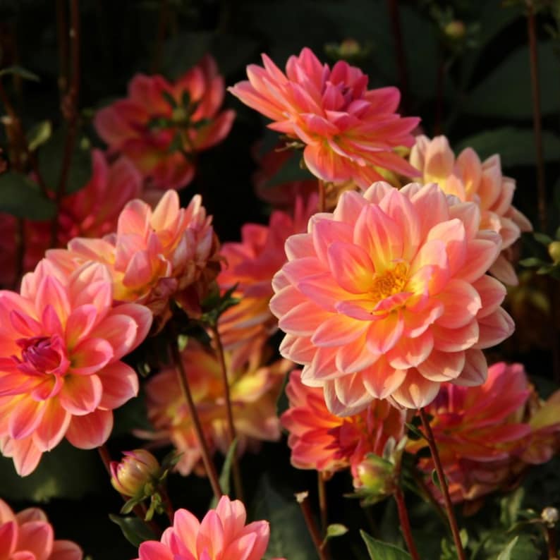 40 Seeds - Pacific View Dahlia Seeds - Pollinator Friendly - - Heirloom Flower Seeds Mix for Gardens