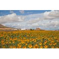 thumbnail image 2 of 50 HOPI COMMON SUNFLOWER Helianthus Annuus Flower Seeds, 2 of 4