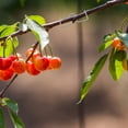 thumbnail image 3 of CATIEBYE 1 Set Tree Branch Spreader Galvanized Wire for Gardeners, 3 of 7