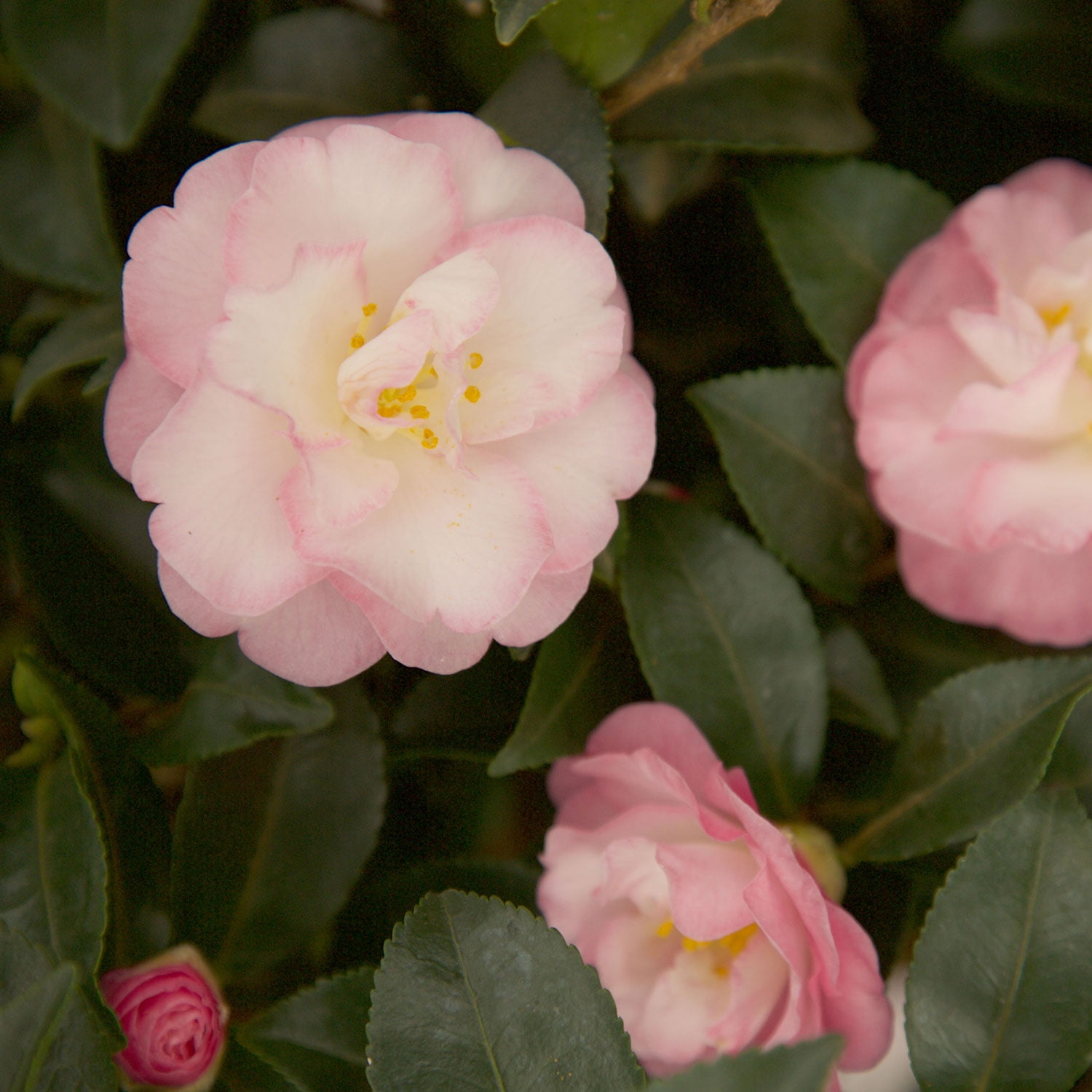 Southern Living October Magic Orchid Camellia Live Shrub in 2-Gallon Grower Pot