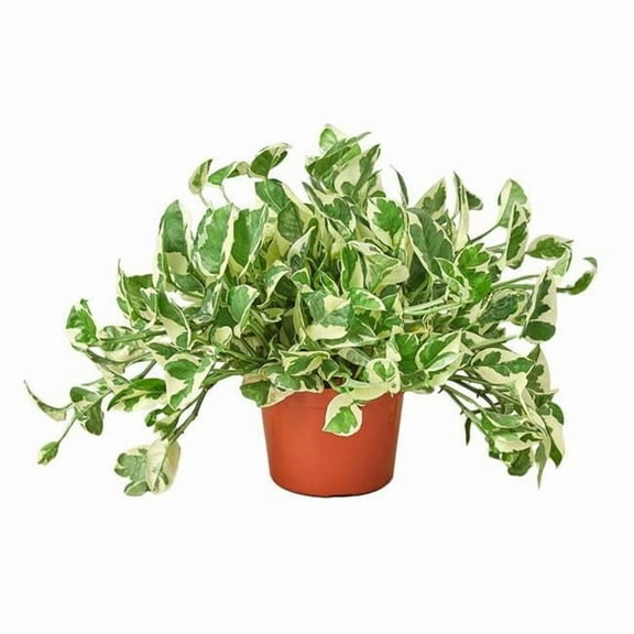 House Plant Dropship 6-POTHOS-NJOY-NURSERY.POT 6 in. Pothos Njoy Pot