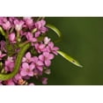 thumbnail image 2 of Flaherty, Dennis 14x11 White Modern Wood Framed Museum Art Print Titled - Vietnam Close-up of poisonous Asian Vine Snake, 2 of 4