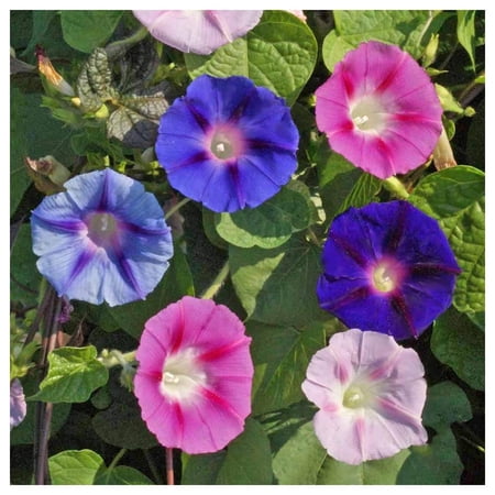 Everwilde Farms - 1/4 lb Tall Mixed Morning Glory Garden Flower Seeds - Gold Vault Bulk Seed Packet