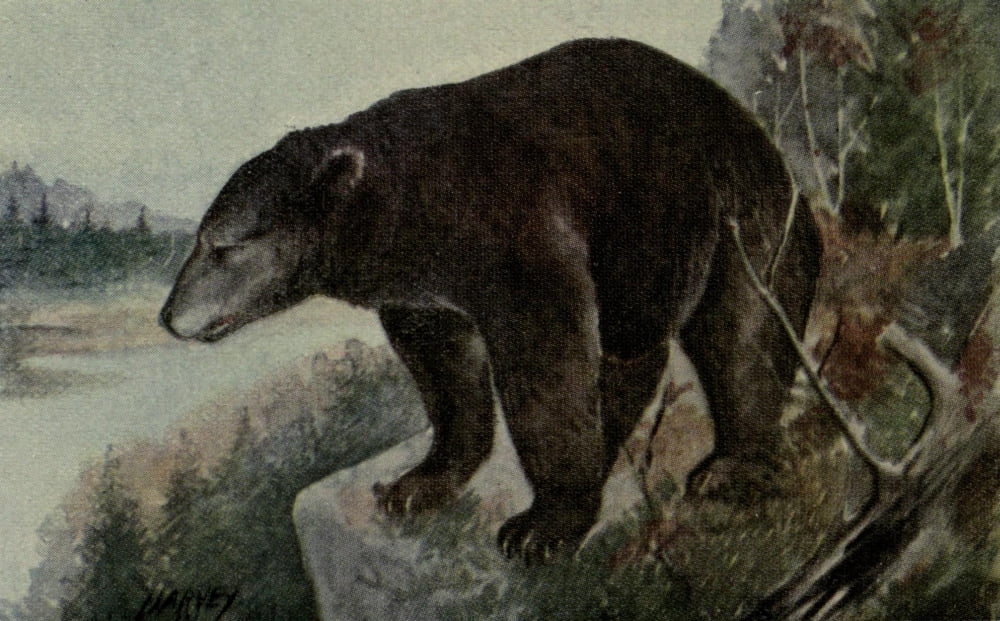 North American Wild