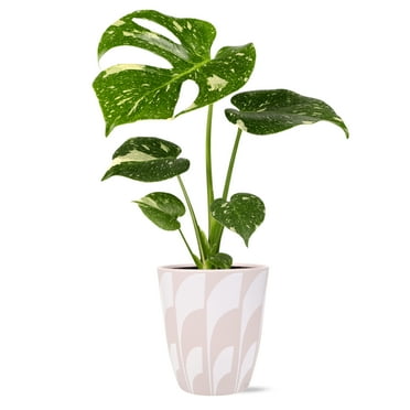 Wild Interiors Thai Constellation Green & Cream Monstera in 5" Decorative Fiber Clay