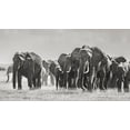 thumbnail image 2 of Jaynes Gallery 32x20 White Modern Wood Framed Museum Art Print Titled - Africa-African elephant-Amboseli National Park Panoramic of front of elephant herd walking, 2 of 4