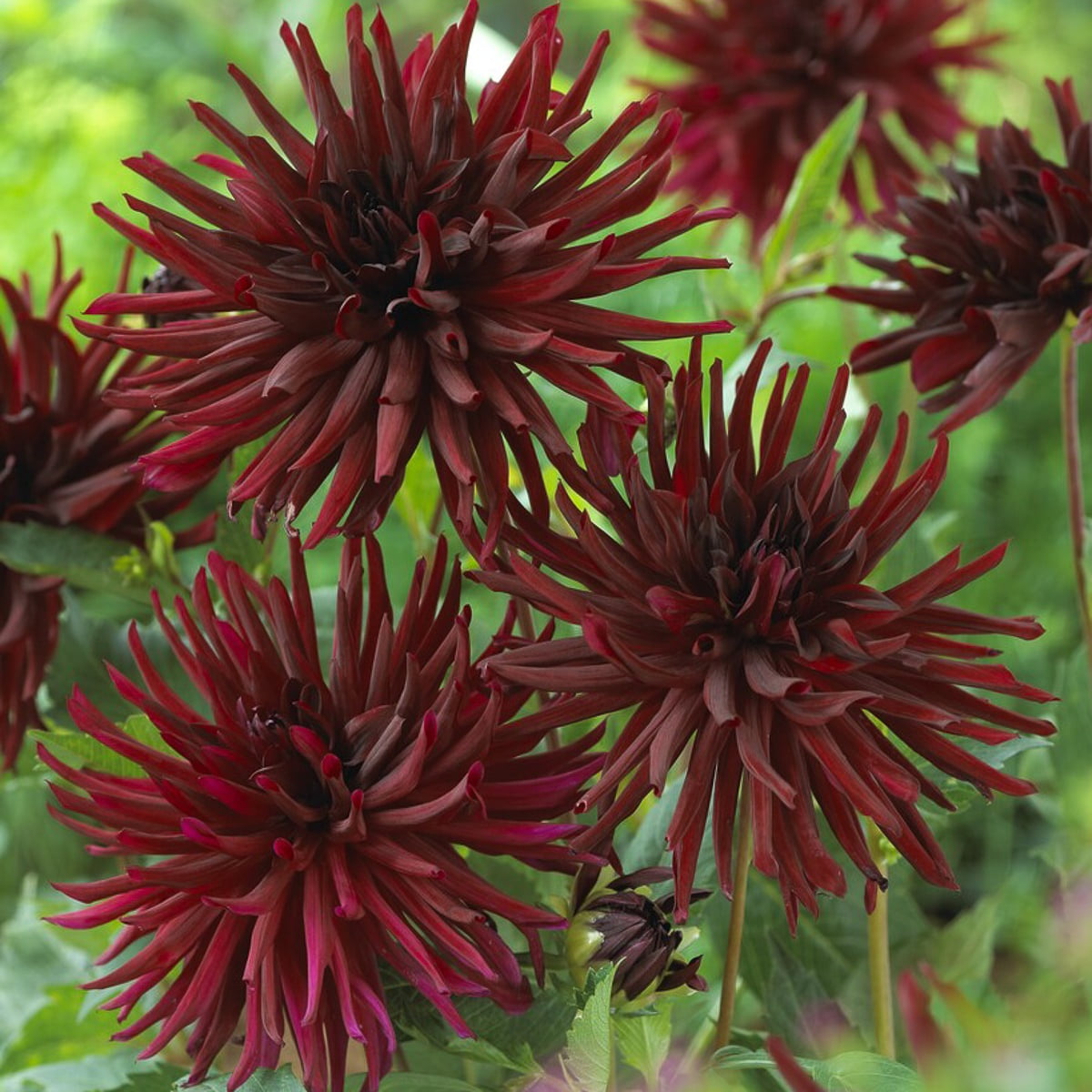 Van Zyverden Dahlias Black Narcissus Set of 3 Bulbs Black Full Sun, Annual