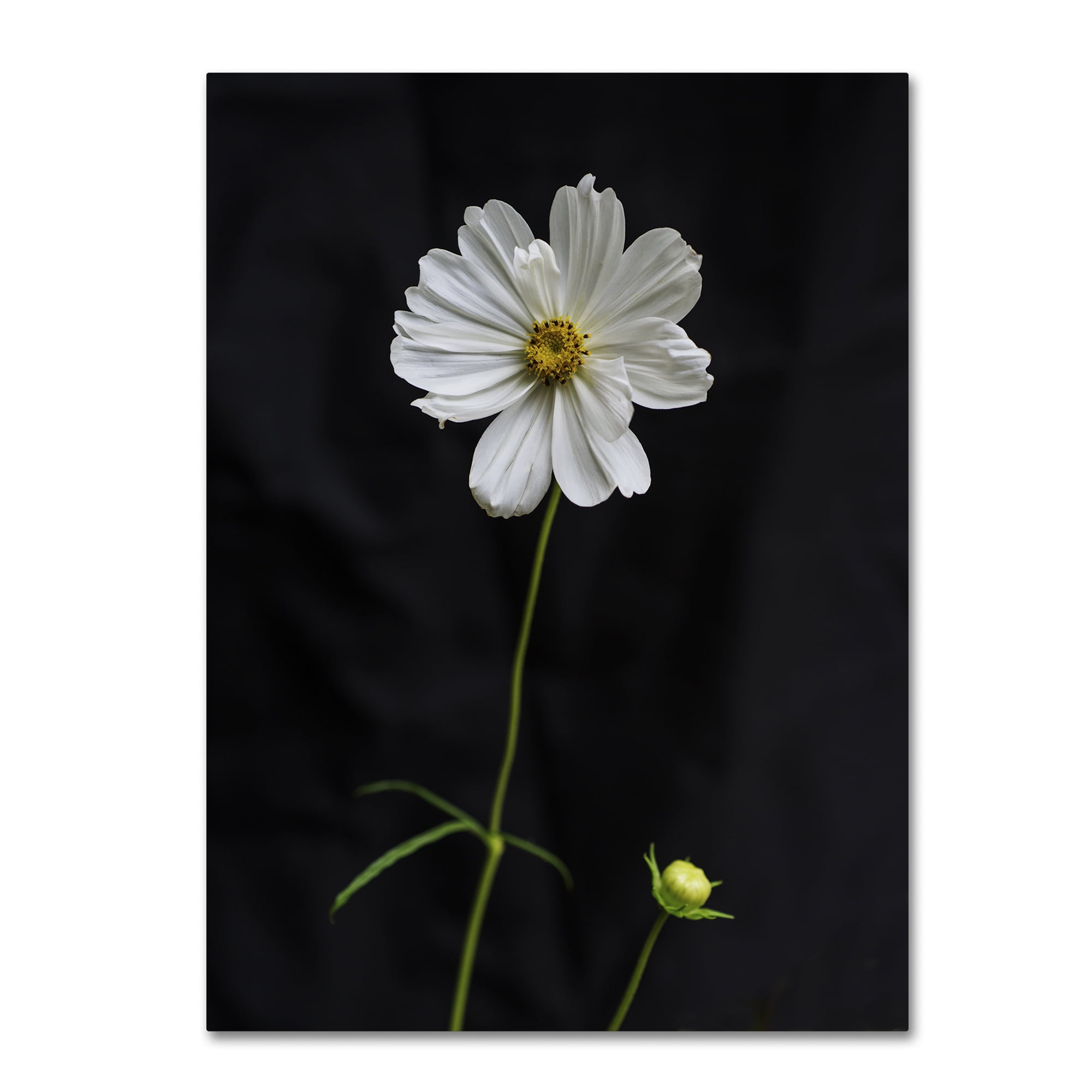 Trademark Fine Art "White Cosmos on Black" Canvas Art by Kurt Shaffer