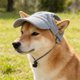thumbnail image 1 of Gorra para mascota con correa ajustable para barbilla, gorra de béisbol de pana con protección solar para perros pequeños y gatos, accesorio transpirable de verano, 1 of 5
