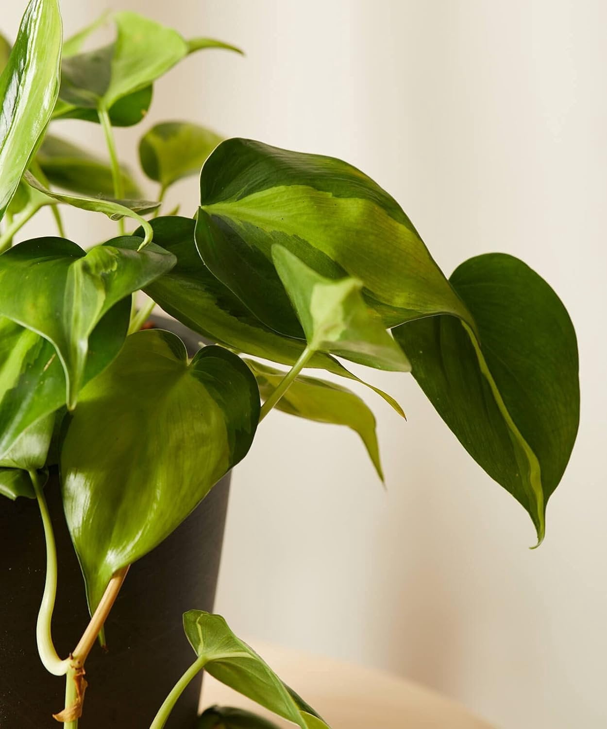 Brasil Philodendron - Live Plant in a 4 Inch Pot - Philodendron Erubescens - Extremely Rare and Beautiful Indoor Houseplant - A Rare Tropical Masterpiece