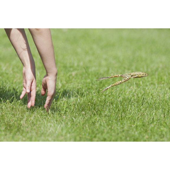 Hands Of Young Child Making Leopard Frog Jump Ontario Canada Canvas Art - Amy Kay  Design Pics (18 x 12)