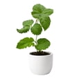 thumbnail image 3 of PLANT NOOK Triple Crown Thornless BlackBerry (Rubus) Live Plant Starter Plug 2-Pack | Large Sweet Berries, Heavy Yields | Semi-Erect Bramble for Trellis, Patio Pots & Garden Rows, 3 of 6