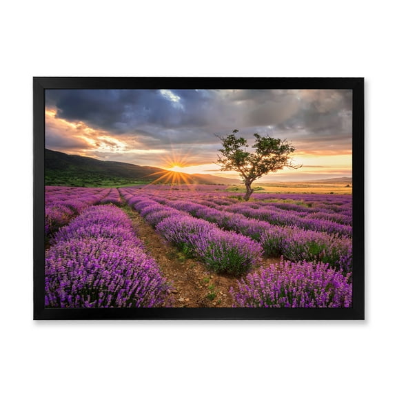 Designart 'Dramatic Clouds and Sunrise Over Lavender Field VIII' Farmhouse Framed Art Print