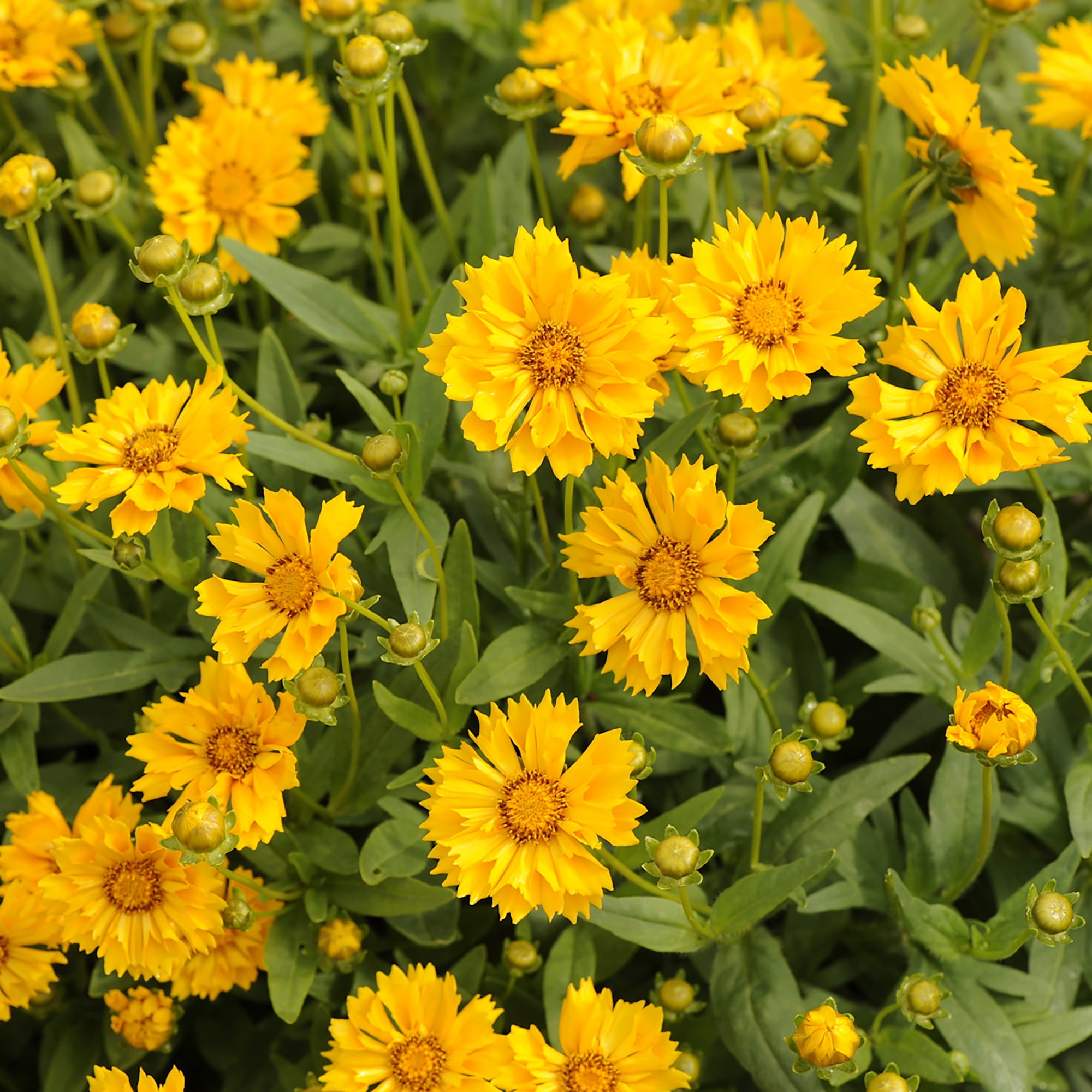 Altman Plants Coreopsis Yellow Jethro Tul, 2.5 Qt. Pot, Full Sun, Flowering Live Plants