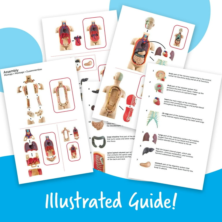 [ラーニング リソース]Learning Resources Anatomy Models Bundle Set LER3338 [並行輸入品] Amazon.com: Learning Resources Anatomy Models Bundle Set