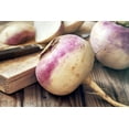 thumbnail image 4 of TomorrowSeeds - Purple Top Turnip Seeds - 10,000+ Count - For 2026 Planting American White Turnips, 4 of 11