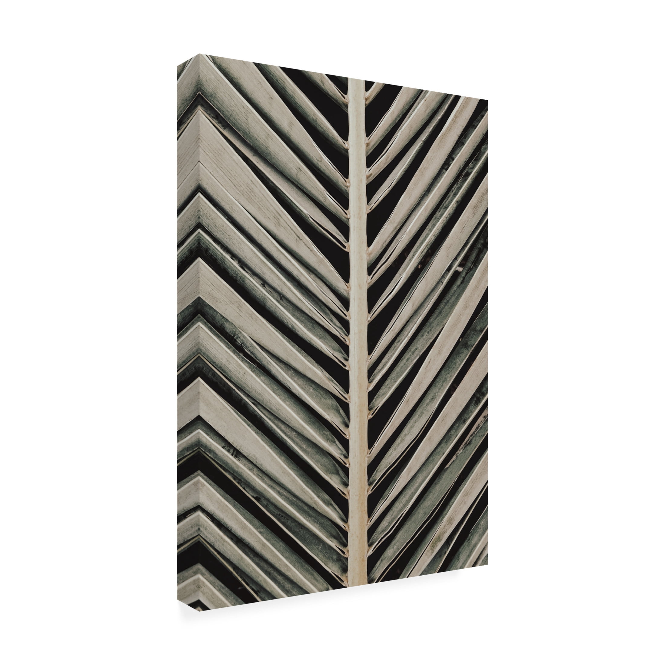Trademark Fine Art Pictufy Studio Palmblad Canvas Wall Art