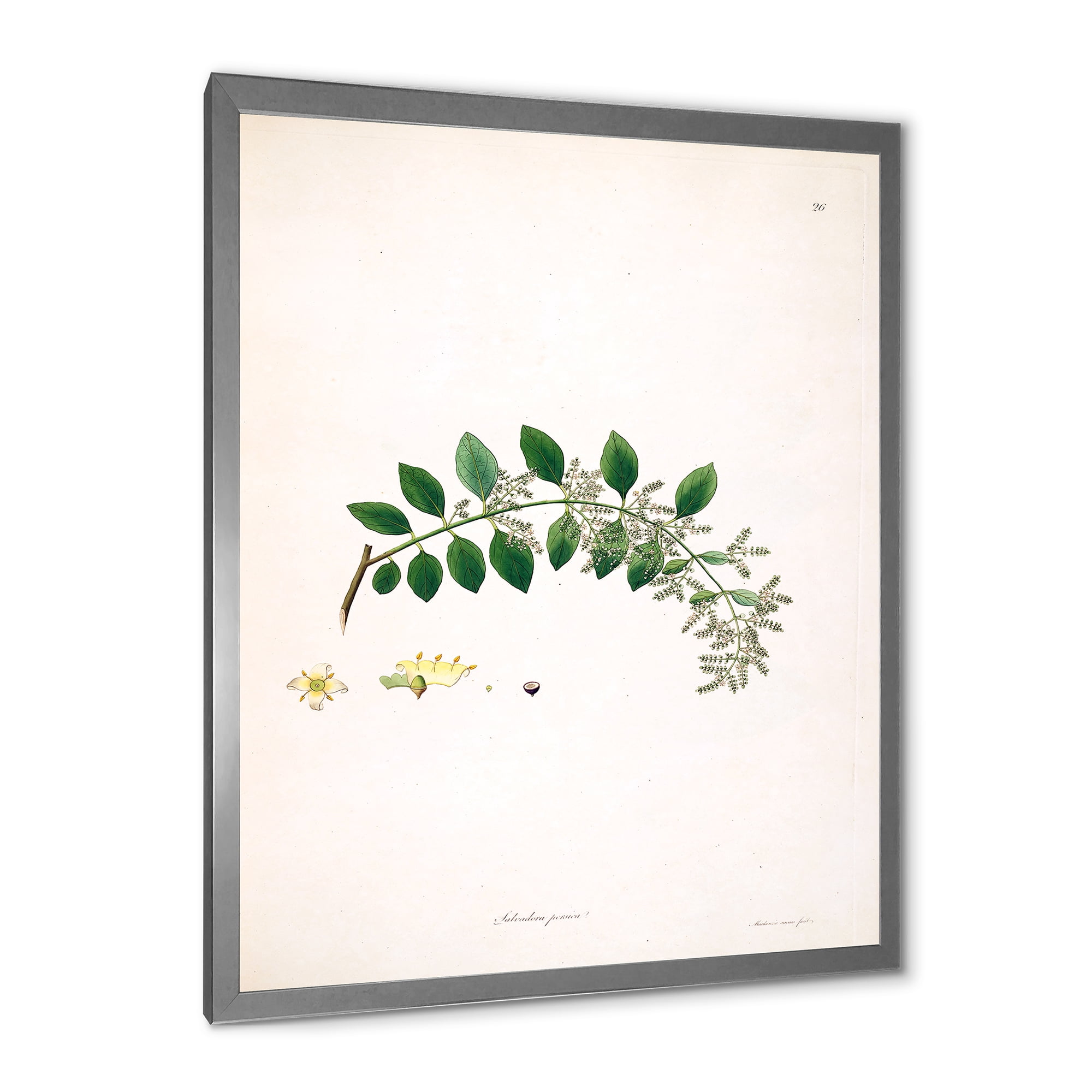 Designart 'Ancient Plant Life XVIII' Farmhouse Framed Art Print
