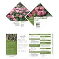 thumbnail image 6 of Proven Winners ColorChoice Invincibelle Ruby Hydrangea Live Shrub (2 Gallon), 6 of 11
