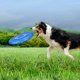thumbnail image 4 of Juguete de disco resistente al desgaste para perros, juguete de disco de lanzamiento flexible, juguete multiusos para cachorros, juguete volador para perros., 4 of 6