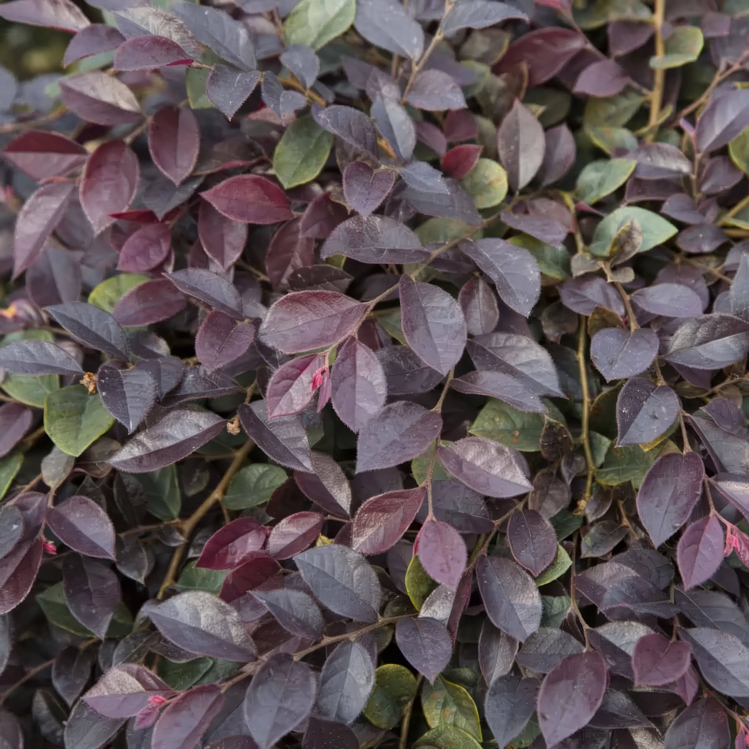 3 gal Loropetalum Purple Daydream Live Shrub with Pink Flowers